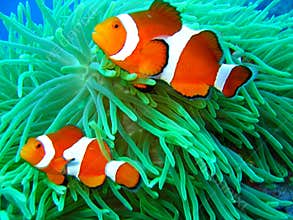Nemo found