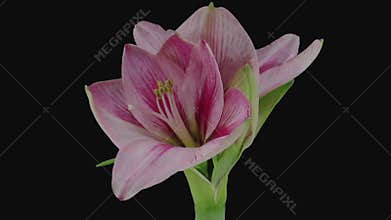 Time-lapse of opening pink Blushing Bride amaryllis flower