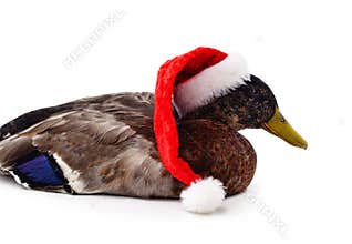 Duck with Christmas hat