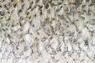 Texture for barramundi or seabass fish ,abstract background