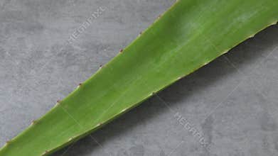 Green leaf of of aloe vera, concept of beauty cream derived from Aloe close upwhole