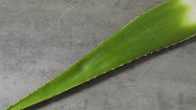 Whole green leaf of of aloe vera, concept of beauty cream derived from Aloe close upwhole