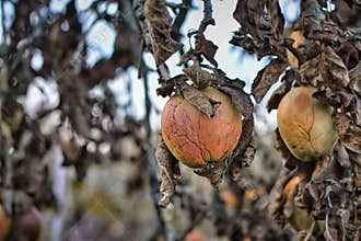 Ill shriveled apple on branch with dead dry brown leaves of sick apple tree