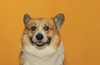 Portrait of a corgi dog puppy with big ears on a yellow isolated background