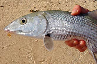 Saltwater fishing - Bonefish caught fly fishing