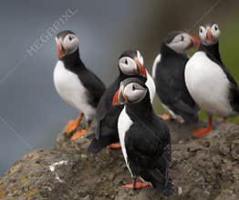 Atlantic Puffin or Common Puffin