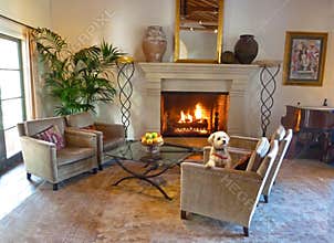 Dog in chair of living room of pet friendly hotel
