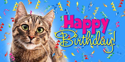 Cat and confit on a blue background. Happy Birthday.
