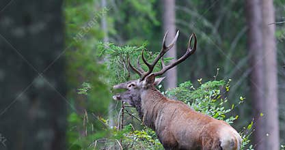 A big Red Deer Stag Cervus Elaphus stand and roaring at the edge of the mountains forest.