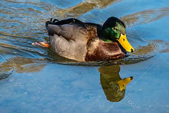Wild duck or mallard, Anas platyrhynchos swimming in a lake