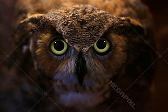 Eyes Of A Barred Owl