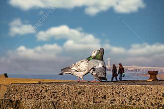 Two loving couples on the beach