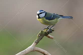 Blue Tit