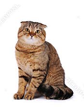 Scottish fold cat
