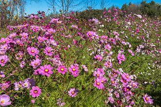 Cosmos Flower Garden