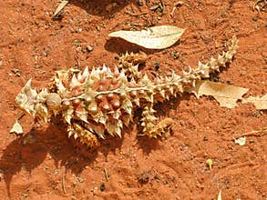 A rare Australian Thorny devil mountain devil, thorny lizard, thorny dragon, moloch