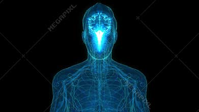 Human Brain with impulse Receiving and transmitting