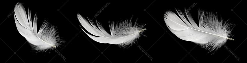 White duck feathers isolated on black background
