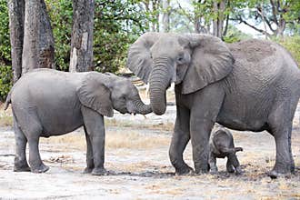 Elephant mother protecting tiny baby elephant between legs, trunk cuddling with sibling. Elephants, babies, Botswana, Africa.