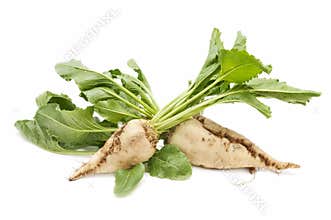 Sugar beet