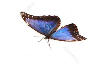 Blue morpho isolated