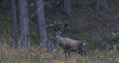 A lone male of big red deer stag, Cervus Elaphus  stand at the egde of the mountain forest.