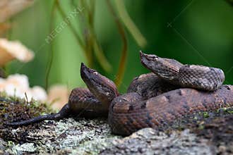 Porthidium nasutum, Rainforest Hognosed Pitviper, brown danger poison snake in the forest vegetation.
