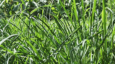 Lemongrass Plants in the Garden, Africa, Zanzibar.