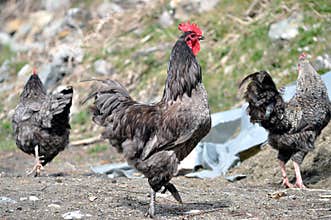 Flock of poultry