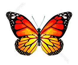 Color monarch butterfly , isolated on the white