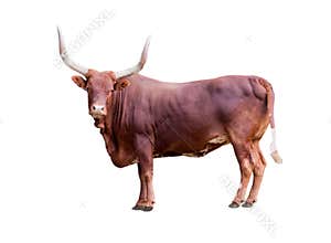 Brown bull isolated on whit