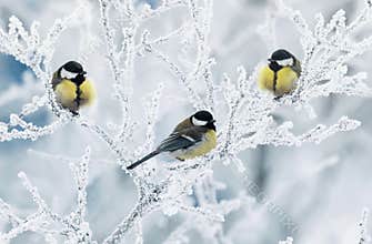 bird they sit on branches covered with white frost in the winter garden