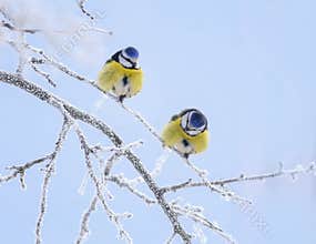 Two birds of the  tit sit on the branches covered with white frost in the winter garden