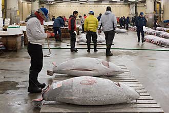 Auction in Tsukiji Fish Market, Tokyo, Japan