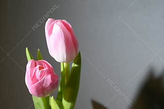 The very pretty colorful tulip floer close up
