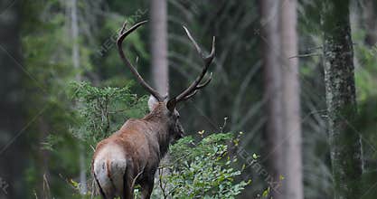 A lone male of big red deer stag, Cervus Elaphus  stand at the egde of the mountain forest.