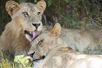 Lion sibling love, lion licking sibling, young male lions lying together in shade of bush, one has watch, one can relax, Botswana