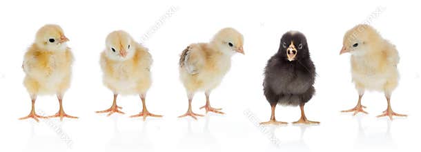 Unique chicken