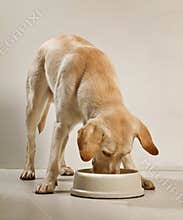 Dog eating