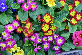 Primula colorful  spring flowers in a sunshine patterns
