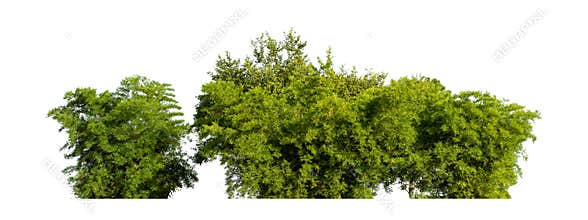 Green tree isolated on white background. forest and leaves in summer rows of trees and bushes