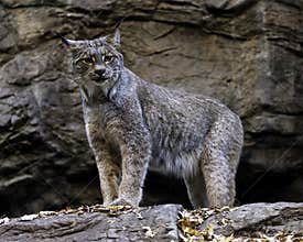 Canadian Lynx
