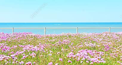 Sea ocean meeting sky and coloful pink thrift flowers beautiful blue sky Spring Summer scene