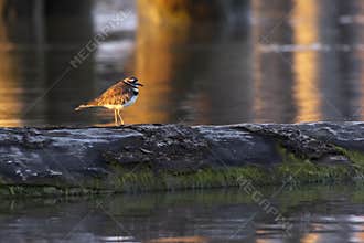 Killdeer shorebird on floating log