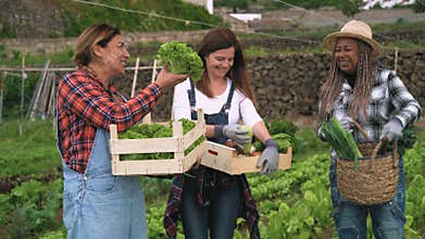 Happy farmers working in garden picking up lavender flower