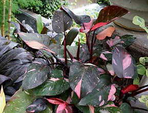Beautiful pink and black variegated eaves of Philodendron Pink Princess, a popular houseplant