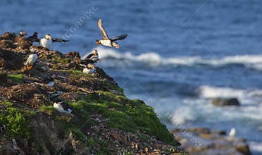 Atlantic puffins Fratercula arctica