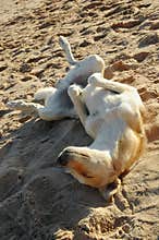 Relaxed dog