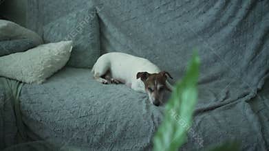 Little old dog jack russell terrier have nap on domestic sofa