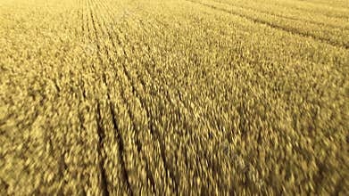 Aerial view from drone. Flying above vast yellow wheat field. Flight over cornfield. Beautiful landscape. Harvest